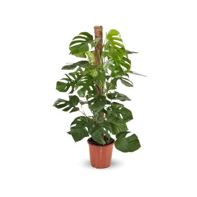Image de Monstera deliciosa - plante trouée avec tuteur - purificateur d'air - ↕ 90-100 cm - ⌀ 19 cm - plante d'intérieur