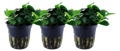 Produktbild von Aquariumpflanze 3 Stück Anubias nana Bonsai AquaOne 301H Wasserpflanze Aquarium