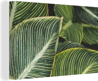 Produktbild von OneMillionCanvasses® - Leinwandbilder - 140x90 cm, Blätter - Natur - Pflanzen, Wandbilder Kunstdruck Wanddekoration - Foto auf Leinwand - Gemälde auf Holzrahmen