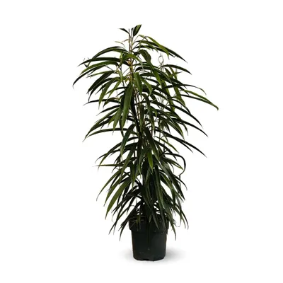 Image de Ficus Alii - maclellandii - ↕ 100-110 cm - ⌀ 19 cm - plante d'extérieur