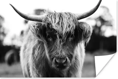 Produktbild von MuchoWow® Poster Schottischer Highlander - Kuh - Gras - Tiere - Natur 30x20 cm - Plakate - Print