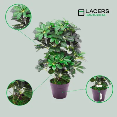 Produktbild von Lacers SMARAGDLINE künstliche Schefflera – Strahlenaralie 60cm in realistischer Optik, Dekoration mit lebendigen Farben für Wohnzimmer, Balkon & Büro