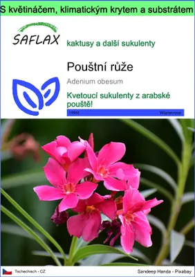 Obrázek produktu pro SAFLAX Garden to go - pouštní růže - Adenium obesum - 8 Semena - S květináčem, klimatickou poklicí a pěstebním substrátem