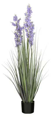 Gras campanula h120xd30