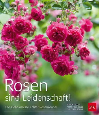 Zdjęcie produktu dla Rosen sind Leidenschaft!