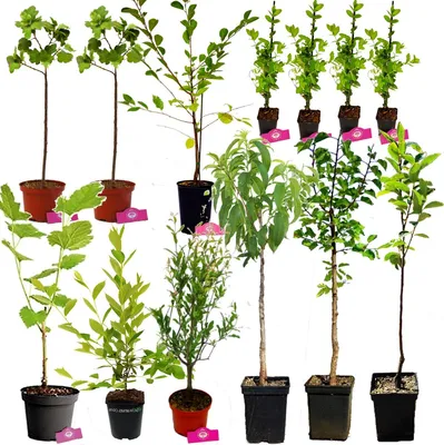 A collection of various potted plants, likely fruit-bearing trees and shrubs, arranged against a white background.