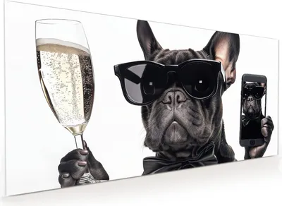Produktbild von Küchenrückwand Spritzschutz Glas mit Motiv Sonnenbrillenhund 40 x 40 cm