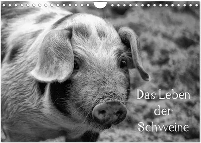 Produktbild von Das Leben der Schweine (Wandkalender 2026 DIN A4 quer), CALVENDO Monatskalender