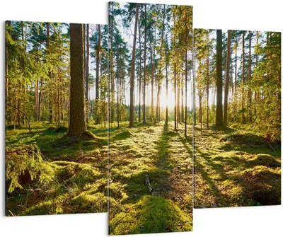 Produktbild von Bild auf Leinwand - Leinwandbild - Wald Baum Natur - 130x100cm - Wand Bild - Wanddeko - Wandbilder - Leinwanddruck - Bilder - Kunstdruck - Wanddekoration - Leinwand bilder - Wandkunst - CB130x100-3724