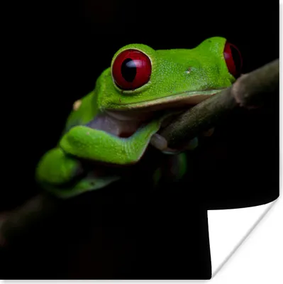 Produktbild von MuchoWow® Poster Rotäugiger Quecksilberfrosch auf schwarzem Hintergrund 50x50 cm - Wohnzimmerdekoration