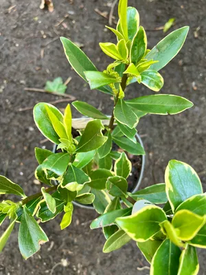 Obrázek produktu pro Daphne odora 'Aureomarginata' - Lýkovec vonný 20 - 25 cm kontejner