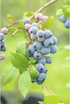Obrázek produktu pro BorůvkaFloraSelfVaccinium corymbosum 'Bluecrop' 30-40 cm květináč 3,4 l