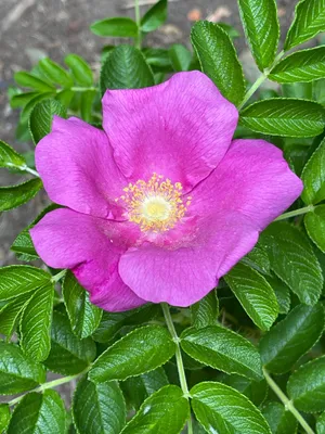 Produktbild von 10 x Korkrose - Rosa rugosa ‘Rubra’  | 60-90 cm wurzelnackt