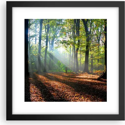 Produktbild von Gerahmtes Poster - Schwarzer Rahmen - Wald Blätter Sonne - 30x30 cm - Wand Bild - Wanddeko - Wandbilder - Kunstposter - Wandposter - Bilderrahmen - Bilder - Kunstdruck - Wandbild - P2BAC30x30-0136