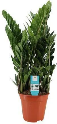 Produktbild von Zamioculcas – Glücksfeder – Zimmerpflanze ↕75cm – Ø21cm – Robuste & pflegeleichte Grünpflanze – Luftreinigende Pflanze für Wohnzimmer, Büro & Eingangsbereich