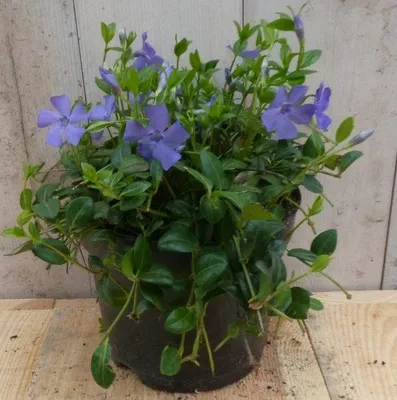 Productafbeelding van 3 stuks! Vinca Minor maagdenpalm blauw klein Warentuin Natuurlijk