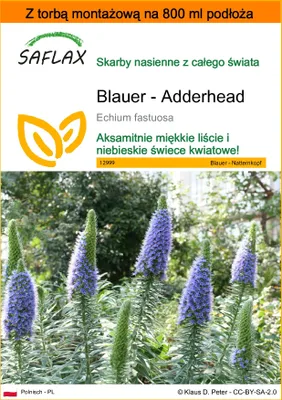 Zdjęcie produktu dla SAFLAX - Garden in the bag - Blauer - Adderhead - 100 Nasiona - Z podłożem uprawowym w praktycznej, samorozkładającej się torbie - Echium fastuosa