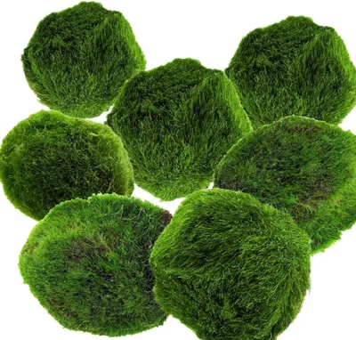 Productafbeelding van Marimo mosballen voor aquarium - set van 7 - 3 cm - levende aquariumplant - decoratie voor garnalen en vissen