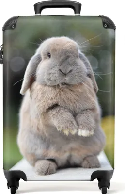 Obrázek produktu pro NoBoringSuitcases.com® Kufr Příruční zavazadlo Trolley Rolling suitcase Malý cestovní kufr na 4 kolečkách - Rabbit - Animals - Children - Nature - Cabin Size < 55x40x23 cm & 55x40x20 cm - Foto kufr - Cabin suitcase - Board luggagePříruční zavazadlo Kufr 55x35x20 cm, 36L,