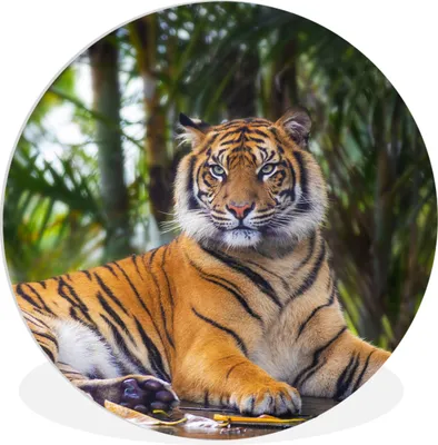 Produktbild von MuchoWow® Rundes Wandbild - Runde Bilder Tiger - Tiere - Wald - Dschungel Ø 90 cm Kreis Wanddekoration Kunststoff - Wandkreis - Wandschmuck - Wand-Kreis - Wohnzimmer - Bild - Runde - Wanddeko - Dibond - Kunstdrucke
