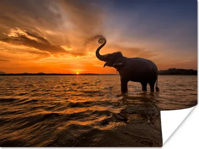 Produktbild von MuchoWow® Poster Elefant - Meer - Tiere - Sonnenuntergang - Orange 120x90 cm - Wandbild