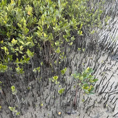 Imagen del producto de Manglar (Avicennia germinans) - 1 semilla germinada