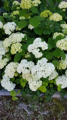 Image de Hydrangea arborescens 'Annabelle' / Hortensia 'Annabelle'