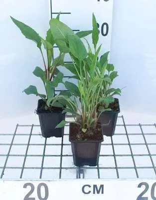Immagine prodotto di 6 x Echinacea purp. magnus" - Echinacea - Vaso 9 x 9 cm