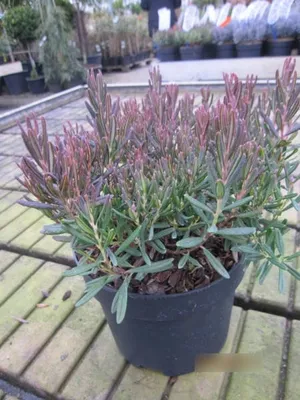 Produktbild von Andromeda polifolia Compacta - Zierliche Rosmarinheide Compacta - 15-20cm