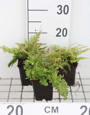 Zdjęcie produktu dla 6 x zestaw Polystichum. 'Plumoso-densum' - paproć pióropusznik - doniczka 9 x 9 cm