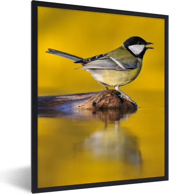 Produktbild von MuchoWow® Gerahmtes Poster Kohlmeise - Vogel - Wasser 60x80 cm - Poster mit Schwarzem Bilderrahmen Wandposter Rahmen Foto Bilder - Premium - Wanddeko Wohnzimmer