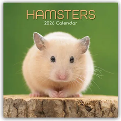 Image de Hamsters - Hamster 2026 - calendrier de 16 mois
