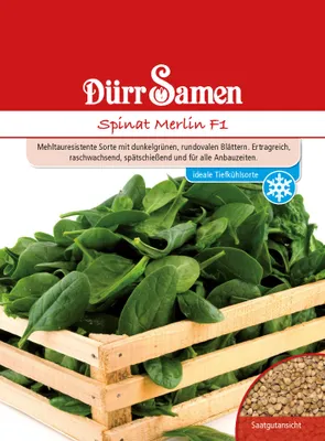 Produktbild von Spinat Merlin F1 | Spinatsamen von Dürr Samen