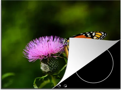 Produktbild von KitchenYeah© Herdabdeckplatte Blumen - Schmetterling - Makro , 57x51cm, Küche Deko, Glaskeramikkochfeld Herdabdeckung, Abdeckplatte fùr Kochfeld