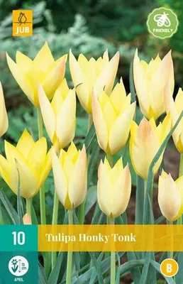 Artikelbild 1 von 'Tulpe Honky Tonk (10 Stück)' aus der Kategorie Tulpenzwiebeln