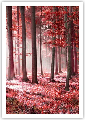 Produktbild von Poster - Poster ohne Rahmen - Wald Rot Bäume - 70x100 cm - Wand Bild - Wanddeko - Wandbilder - Kunstposter - Wandposter - Bilder - Kunstdruck - Wanddekoration - Wandbild - P2XPA70x100-4944