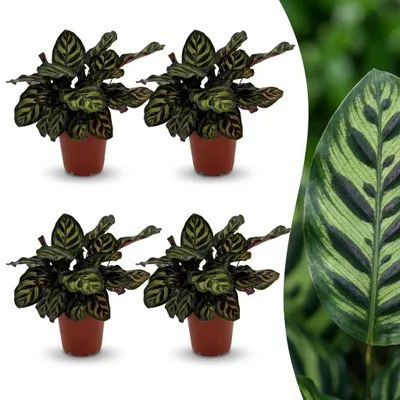 Produktbild von Calathea Makoyana – Pfauenpflanze – 4 Pflanzen - 25cm - Ø12cm