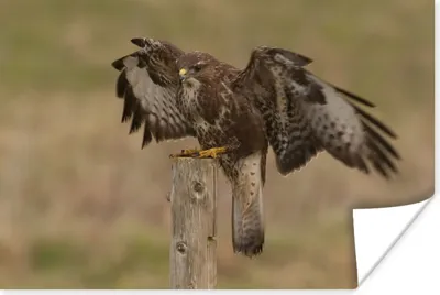 Produktbild von MuchoWow® Poster Bussard landet auf einer Stange 60x40 cm - Schlafzimmerdekoration