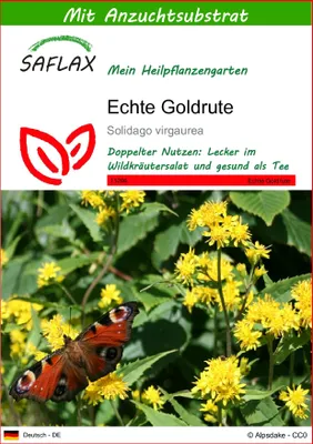 Produktbild von SAFLAX - Echte Goldrute - Solidago virgaurea - 100 Samen - Mit keimfreiem Anzuchtsubstrat
