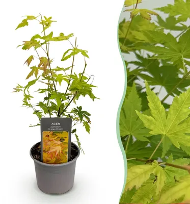 Image de Elzusha - Acer palmatum "Orange Dream", plante, 12 cm