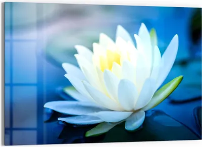Produktbild von DEQORI Glasbild Echtglas 90x60 cm 'Lotusblüte im Wasser' Wandbild Bild modern Deko
