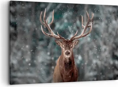 Produktbild von Bild auf Leinwand - Leinwandbild - Einteilig - Hirsch Hirsch Winter - 120x80cm - Wand Bild - Wanddeko - Wandbilder - Leinwanddruck - Bilder - Wanddekoration - Leinwand bilder - AA120x80-4998