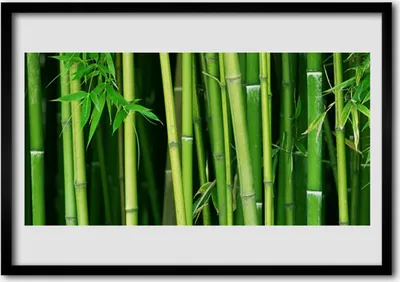 Produktbild von Bild 70x50 MDF-Rahmen Wandkunst Bambus Bambuswald Natur