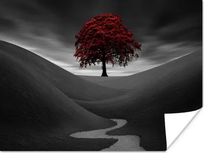 Produktbild von MuchoWow® Poster Schwarz-Weiß-Foto mit einem roten Baum 80x60 cm - Kunst für zu Hause