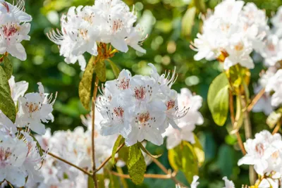 Produktbild von Rhododendron yunnanense, weiß-rosa Blüten, 40–50 cm