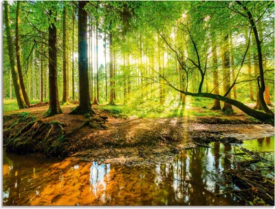 Produktbild von ARTland Glasbild Wald mit Bach Größe: 60x45 cm