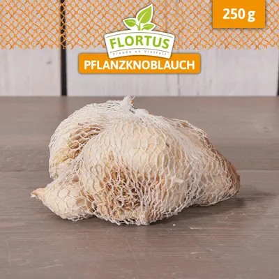 Artikelbild 4 von 'Winterpflanzknoblauch Cledor' aus der Kategorie Pflanzknoblauch