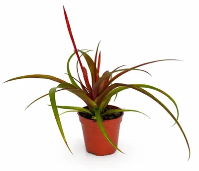 Produktbild von Tillandsia „Flabellata“ – blühende Luftpflanze – 5,5-cm-Topf – 15 cm hoch