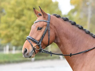 Produktbild von BUSSE Trense Luxury Trensenzaum mit Zügel Schwarz/ Kristall-Perle Warmblut