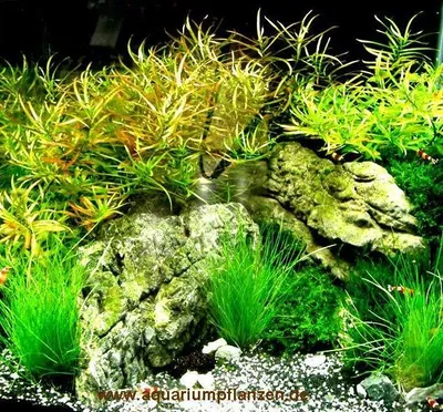 Produktbild von Nano 8, Wasserpflanzenset für Nanoaquarium 30-40 l